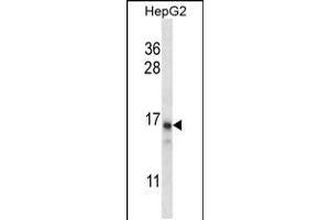 PCIA1 Antibody (Center) (ABIN658015 and ABIN2846953) western blot analysis in HepG2 cell line lysates (35 μg/lane). (DDA1 antibody  (AA 11-40))