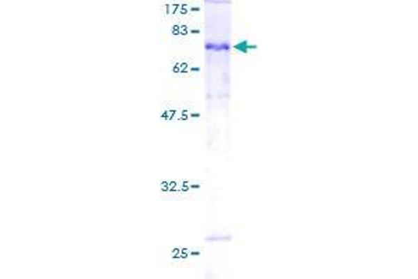 TUBE1 Protein (AA 1-475) (GST tag)