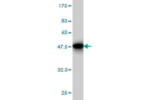 Western Blot detection against Immunogen (36. (SPRED2 antibody  (AA 120-219))