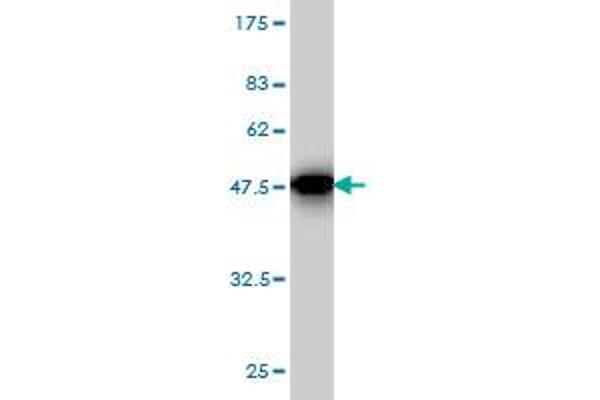 SPRED2 antibody  (AA 120-219)