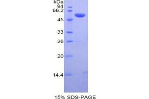 SDS-PAGE analysis of Mouse Caspase 14 Protein.