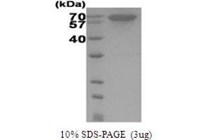 SDS-PAGE (SDS) image for Heat Shock Protein 70 (HSP70) (AA 1-641) protein (His tag) (ABIN666857)