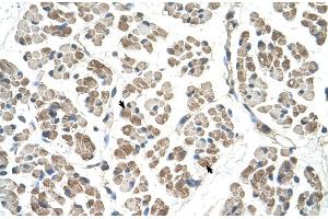 Human Muscle (EGFL8 antibody  (C-Term))