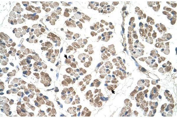EGFL8 antibody  (C-Term)