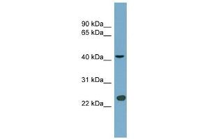 ART3 antibody used at 0. (ART3 antibody  (Middle Region))