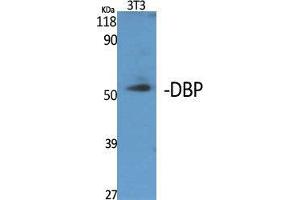 Western Blot (WB) analysis of specific cells using DBP Polyclonal Antibody. (DBP antibody  (Internal Region))