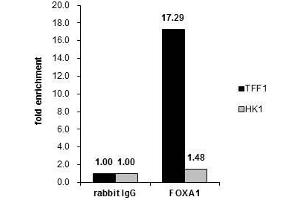 Chromatin Immunoprecipitation (ChIP) image for anti-Forkhead Box A1 (FOXA1) (C-Term) antibody (ABIN2854707)