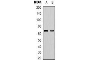 Western blot analysis of PAK1 expression in Hela (A), HEK293T (B) whole cell lysates.