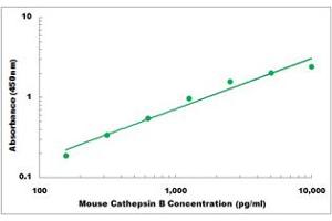 Representative Standard Curve (Cathepsin B ELISA Kit)