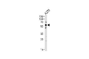 Western blot analysis of lysate from  cell line, using SRC Antibody  (ABIN652537 and ABIN2842362).