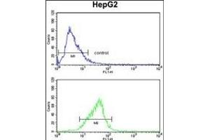 FOSB Antibody (Center ) (ABIN1882084 and ABIN2841129) flow cytometry analysis of HepG2 cells (bottom histogram) compared to a negative control cell (top histogram). (FOSB antibody  (AA 122-149))