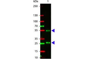 Image no. 1 for Rabbit anti-Goat IgG (Whole Molecule) antibody (Atto 550) (ABIN1102270) (Rabbit anti-Goat IgG (Whole Molecule) Antibody (Atto 550))