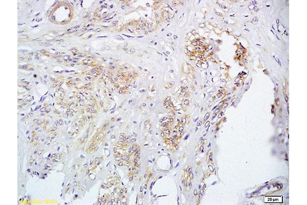 FUT8 antibody  (AA 311-410)