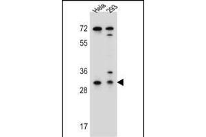 EFNB2 Antibody (Center) (ABIN655599 and ABIN2845084) western blot analysis in Hela,293 cell line lysates (35 μg/lane). (Ephrin B2 antibody  (AA 157-186))
