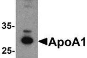 Western blot analysis of ApoA1 in chicken liver tissue lysate with ApoA1 antibody at 1 μg/ml.