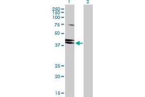 Western Blot analysis of HNRNPD expression in transfected 293T cell line by HNRNPD MaxPab polyclonal antibody. (HNRNPD/AUF1 antibody  (AA 1-355))