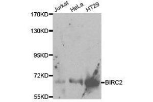 Western Blotting (WB) image for anti-Baculoviral IAP Repeat Containing 2 (BIRC2) antibody (ABIN1871293) (BIRC2 antibody)