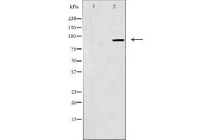 Western blot analysis of extracts from K562 cells, using NOC3L antibody. (NOC3L antibody  (Internal Region))