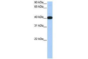 NOL5A antibody used at 0. (NOP56 antibody)