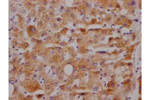 IHC image of ABIN7127448 diluted at 1:100 and staining in paraffin-embedded human liver tissue performed on a Leica BondTM system. (Recombinant CYP3A4 antibody)