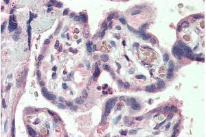 ABIN238576 (5µg/ml) staining of paraffin embedded Human Placenta. (SLC12A4 antibody  (Internal Region))