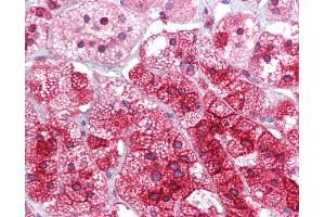 Anti-ARC antibody IHC of human adrenal. (Arc antibody  (AA 287-336))