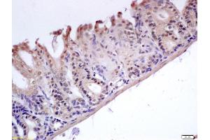 Formalin-fixed and paraffin embedded mouse stomach labeled with Anti-GADD45B Polyclonal Antibody, Unconjugated (ABIN759596) at 1:200 followed by conjugation to the secondary antibody and DAB staining (GADD45B antibody  (AA 81-160))