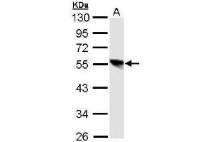 WB Image Sample (30 ug of whole cell lysate) A: 293T 10% SDS PAGE antibody diluted at 1:1000 (DP1 antibody)