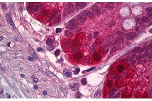 Anti-NEDD8 antibody IHC staining of human small intestine. (NEDD8 antibody  (AA 10-59))