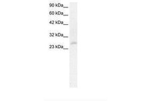 Image no. 1 for anti-Homeobox C4 (HOXC4) (N-Term) antibody (ABIN202135) (HOXC4 antibody  (N-Term))