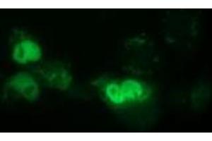 Immunofluorescence (IF) image for anti-EPM2A (Laforin) Interacting Protein 1 (EPM2AIP1) antibody (ABIN1498044) (EPM2AIP1 antibody)