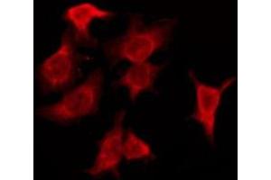 ABIN6276156 staining HeLa by IF/ICC. (OR4F6 antibody  (Internal Region))