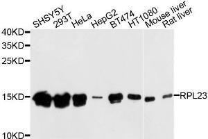 Western blot analysis of extracts of various cell lines, using RPL23 antibody. (RPL23 antibody  (AA 1-140))