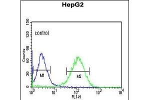 ZN Antibody (Center) (ABIN653731 and ABIN2843038) flow cytometric analysis of HepG2 cells (right histogram) compared to a negative control cell (left histogram). (ZNF202 antibody  (AA 342-370))