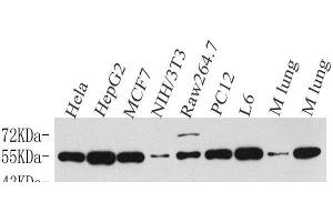 Western Blot analysis of various samples using Cyclin B1 Polyclonal Antibody at dilution of 1:500. (Cyclin B1 antibody)