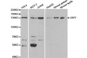 Western blot analysis of extracts of various cell lines, using USP7 antibody (ABIN5971305) at 1/1000 dilution. (USP7 antibody)