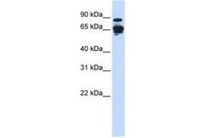 Image no. 1 for anti-Amphiphysin (AMPH) (N-Term) antibody (ABIN6743835)