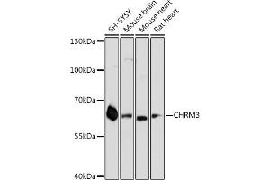 Western blot analysis of extracts of various cell lines, using CHRM3 antibody (ABIN6127624, ABIN6138565, ABIN6138566 and ABIN6218676) at 1:3000 dilution. (CHRM3 antibody  (AA 390-475))