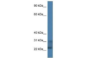 Western Blot showing TNFSF9 antibody used at a concentration of 1 ug/ml against HepG2 Cell Lysate (TNFSF9 antibody  (C-Term))