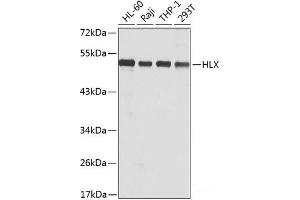 Western blot analysis of extracts of various cell lines using HLX Polyclonal Antibody at dilution of 1:1000. (HLX antibody)