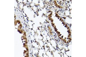 Immunohistochemistry of paraffin-embedded mouse lung using UBQLN4 Rabbit pAb (ABIN7271124) at dilution of 1:150 (40x lens).