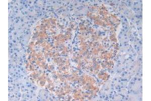 IHC-P analysis of Human Pancreas Tissue, with DAB staining. (C9 antibody  (AA 22-265))