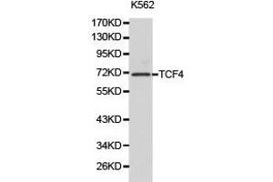 Western Blotting (WB) image for anti-Transcription Factor 4 (TCF4) antibody (ABIN1875039)