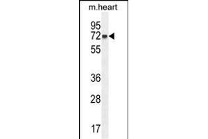 CCD Antibody (Center) (ABIN654566 and ABIN2844272) western blot analysis in mouse heart tissue lysates (35 μg/lane). (CCDC148 antibody  (AA 279-307))