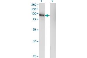 Western Blot analysis of LRRC4C expression in transfected 293T cell line by LRRC4C monoclonal antibody (M05), clone 1G5.
