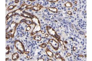 eNOS Antibody for IHC in human spleen tissue (ENOS antibody  (C-Term))