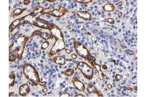 eNOS Antibody for IHC in human spleen tissue (ENOS antibody  (C-Term))