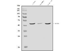 Western blot analysis of SERINC3 using anti-SERINC3 antibody (ABIN7602099).