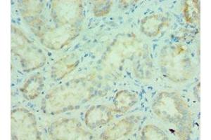 Immunohistochemistry of paraffin-embedded human kidney tissue using ABIN7159246 at dilution of 1:100 (MLANA antibody  (AA 48-118))
