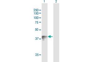 Western Blot analysis of WNT7B expression in transfected 293T cell line by WNT7B MaxPab polyclonal antibody. (WNT7B antibody  (AA 1-349))